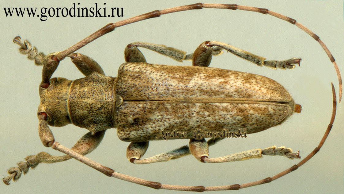 http://www.gorodinski.ru/cerambyx/Acalolepta nana.jpg